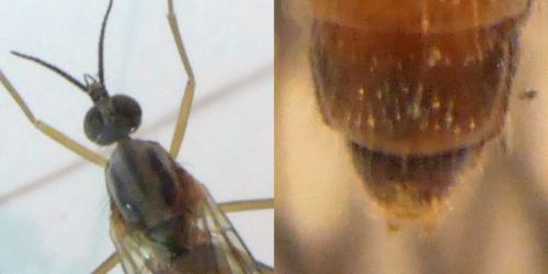 Sylvicola sp.